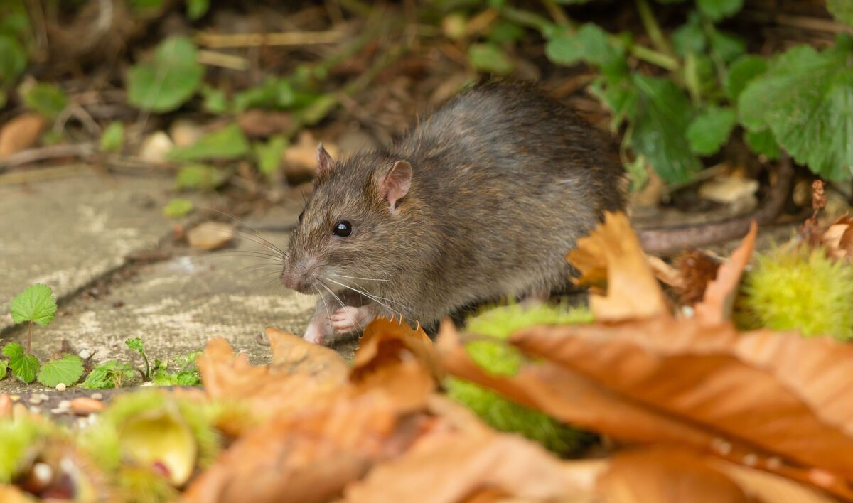 Gros plan d'un rat brun sauvage en automne, en quête de graines d'oiseaux dans un jardin aux feuilles dorées et aux châtaignes. Face à gauche. Nom scientifique : Rattus norv Gros plan d'un rat brun sauvage en automne, en quête de graines d'oiseaux dans un jardin aux feuilles dorées et aux châtaignes. Face à gauche. Nom scientifique : Rattus norv