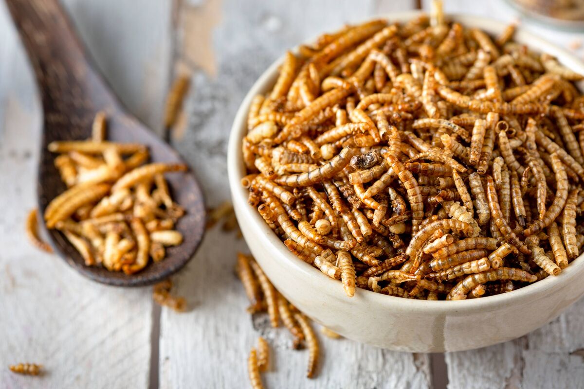 Insectes comestibles comme substitut de viande. Ver de farine - Tenebrio molitor. Insectes comestibles comme substitut de viande. Ver de farine - Tenebrio molitor.