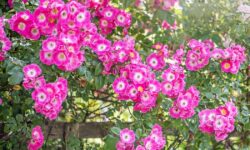 Les roses produiront de plus grandes fleurs l&rsquo;année prochaine avec une tâche simple effectuée en août