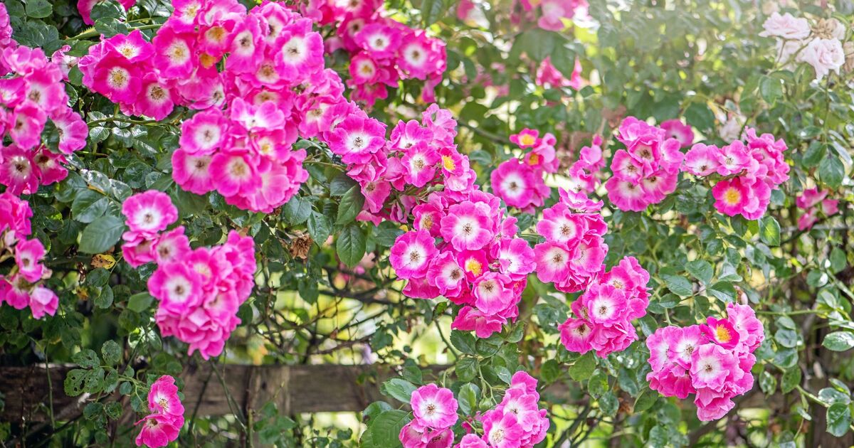 Les roses produiront de plus grandes fleurs l'année prochaine avec une tâche simple effectuée en août