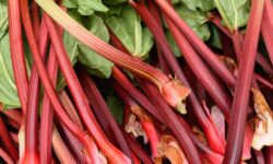 La rhubarbe deviendra des tiges plus grosses et plus juteuses si vous arrêtez de faire un travail simple en été