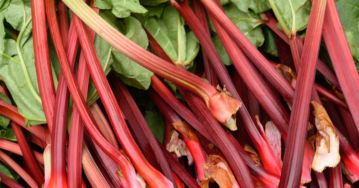 La rhubarbe deviendra des tiges plus grosses et plus juteuses si vous arrêtez de faire un travail simple en été