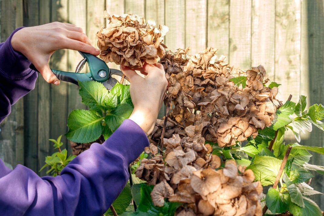 Mains taillant un buisson d'hortensia avec un sécateur contre une clôture en bois Mains taillant un buisson d'hortensia avec un sécateur contre une clôture en bois