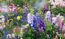 Les plantes pousseront « le double de leurs fleurs » si les jardiniers font un travail simple dès maintenant