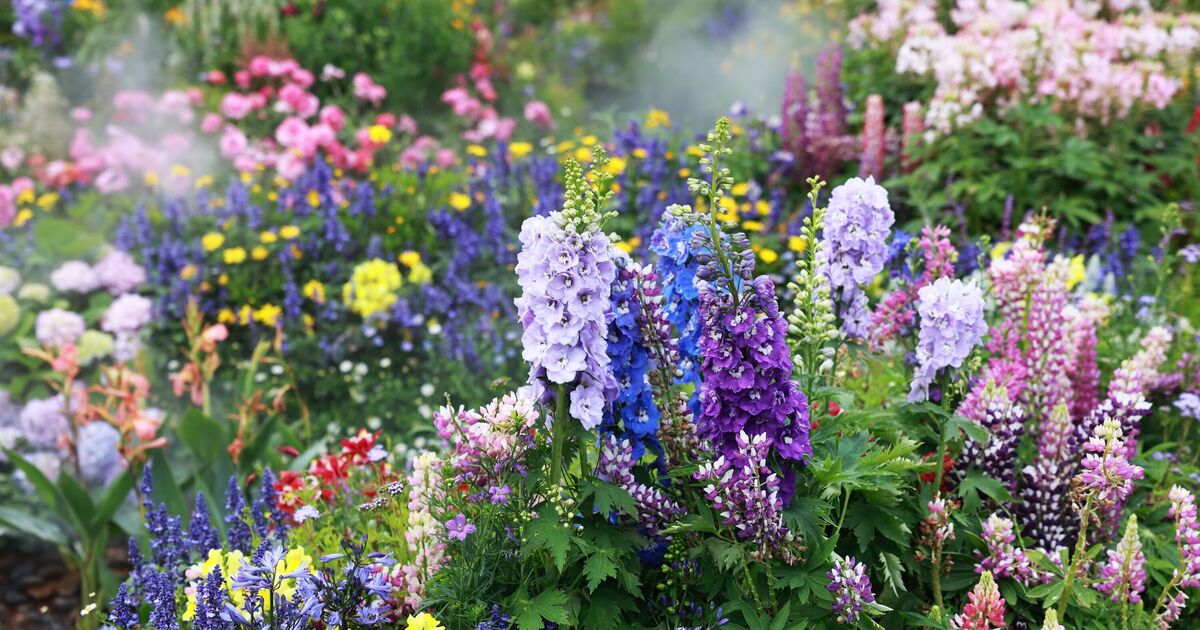 Les plantes pousseront « le double de leurs fleurs » si les jardiniers font un travail simple dès maintenant
