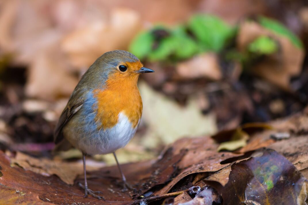Robin (Erithacus rubecula) au sol sur les feuilles mortes Robin (Erithacus rubecula) au sol sur les feuilles mortes