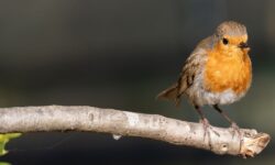 Les merles afflueront dans votre jardin si vous n&rsquo;effectuez pas une tâche spécifique