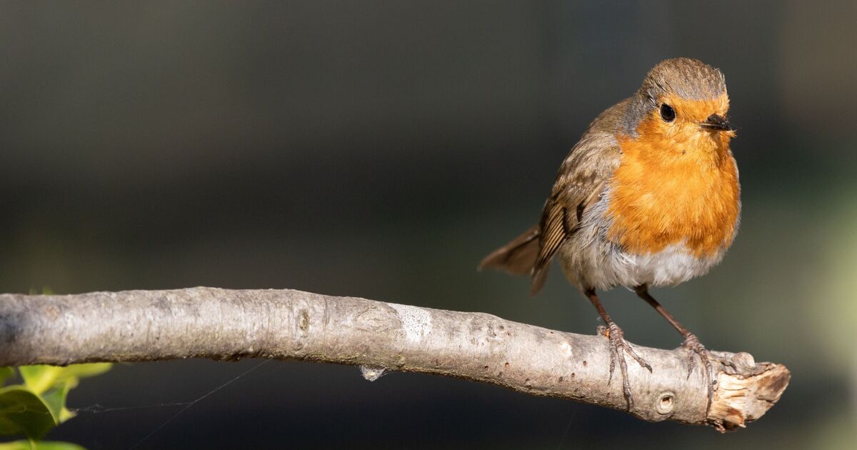 Les merles afflueront dans votre jardin si vous n'effectuez pas une tâche spécifique