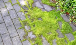 La mousse de terrasse et les algues disparaîtront en quelques jours avec 1 élément naturel – sans récurage
