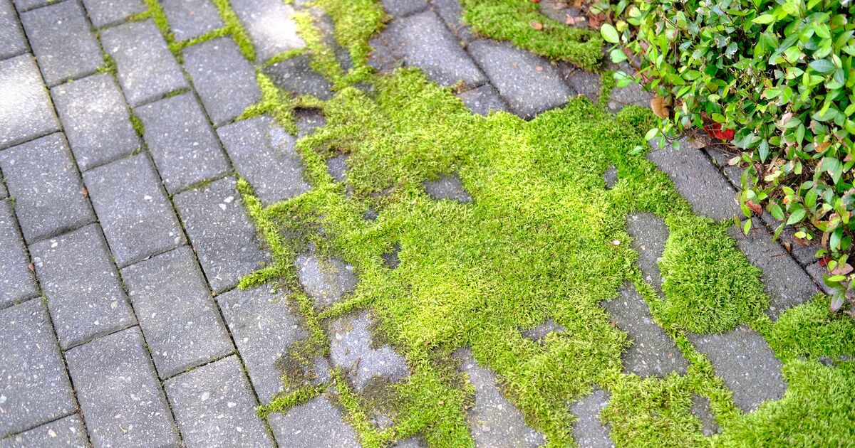 La mousse de terrasse et les algues disparaîtront en quelques jours avec 1 élément naturel – sans récurage