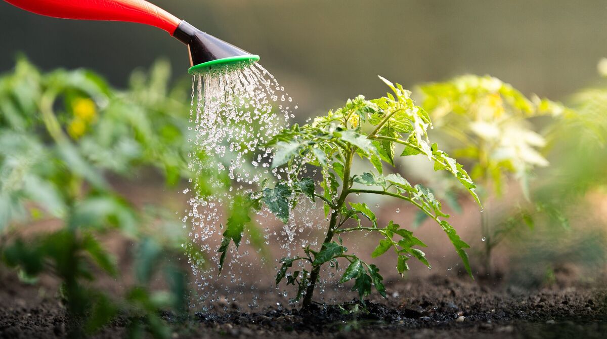 Arroser les plants de tomates dans le jardin. Arroser les plants de tomates dans le jardin.