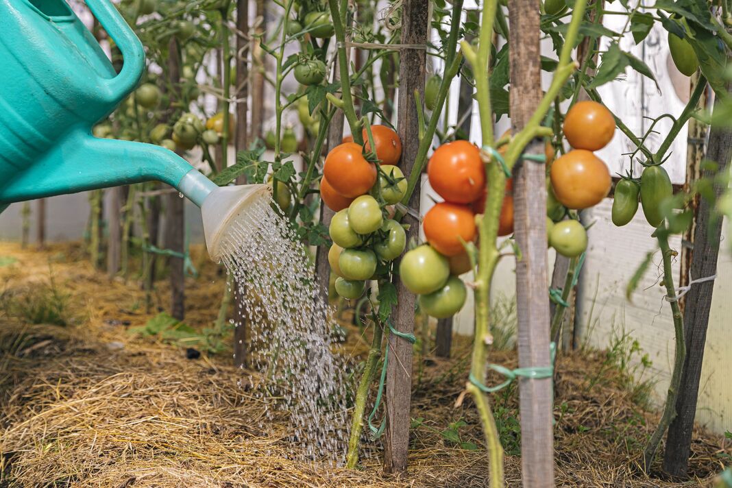 Les plants de tomates sont arrosés Les plants de tomates sont arrosés