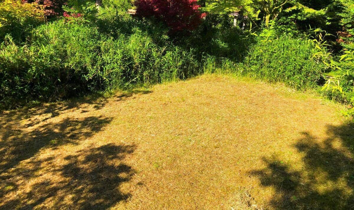 Photo d'une pelouse jaunissante Photo d'une pelouse jaunissante