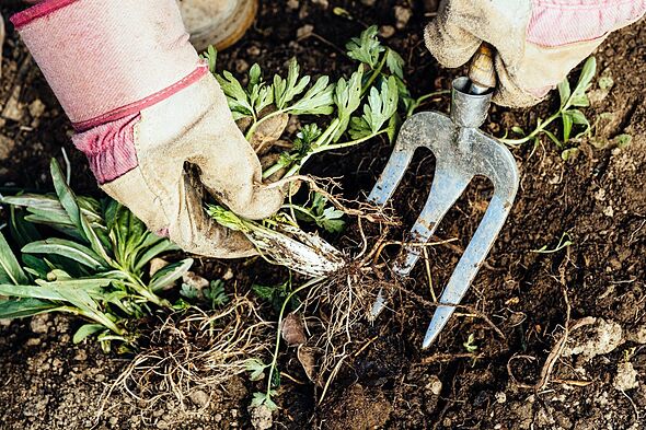 Enlever une mauvaise herbe dans le jardin Enlever une mauvaise herbe dans le jardin