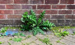 Les mauvaises herbes du patio disparaîtront lorsqu&rsquo;elles seront pulvérisées avec 1 solution naturelle faite maison