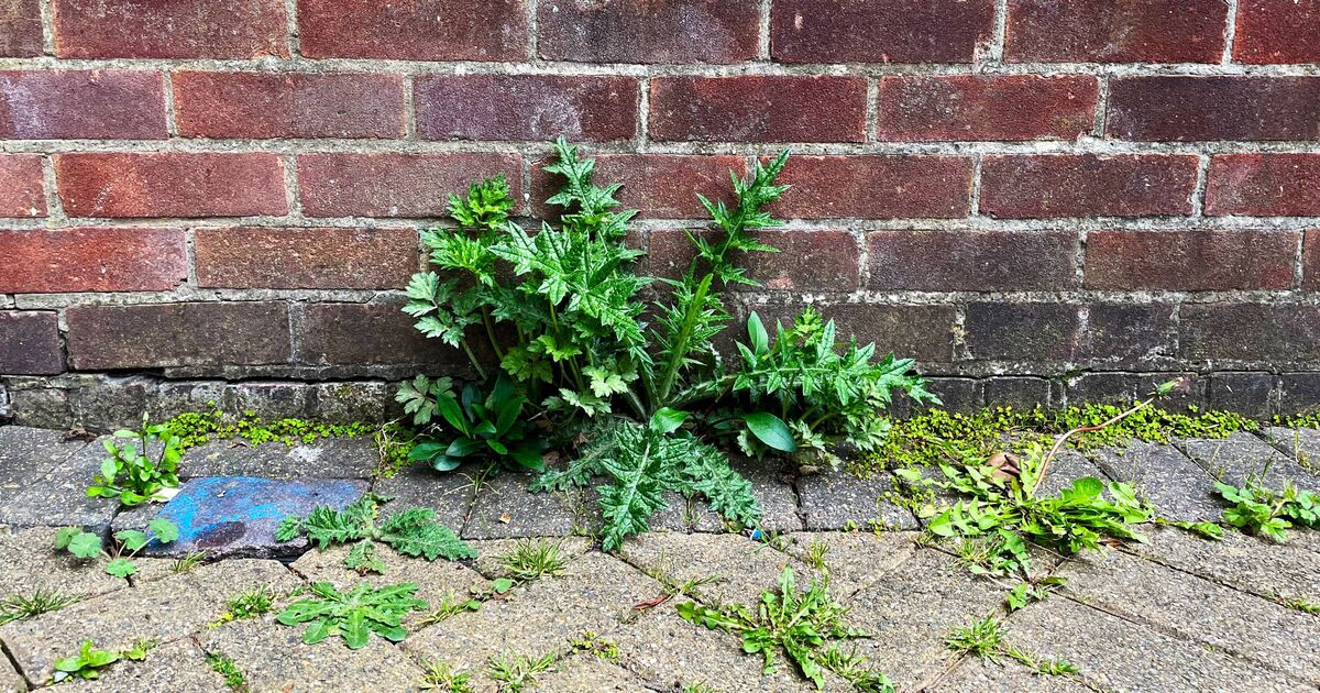 Les mauvaises herbes du patio disparaîtront lorsqu'elles seront pulvérisées avec 1 solution naturelle faite maison