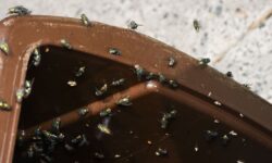Les mouches cesseront d’envahir les bacs si 1 objet naturel est placé à l’intérieur