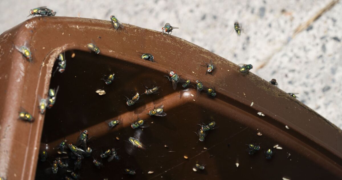 Les mouches cesseront d’envahir les bacs si 1 objet naturel est placé à l’intérieur