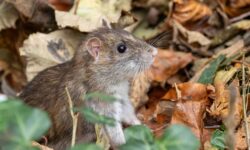 Les rats fuiront les jardins si vous placez 1 objet naturel puissant à l&rsquo;extérieur