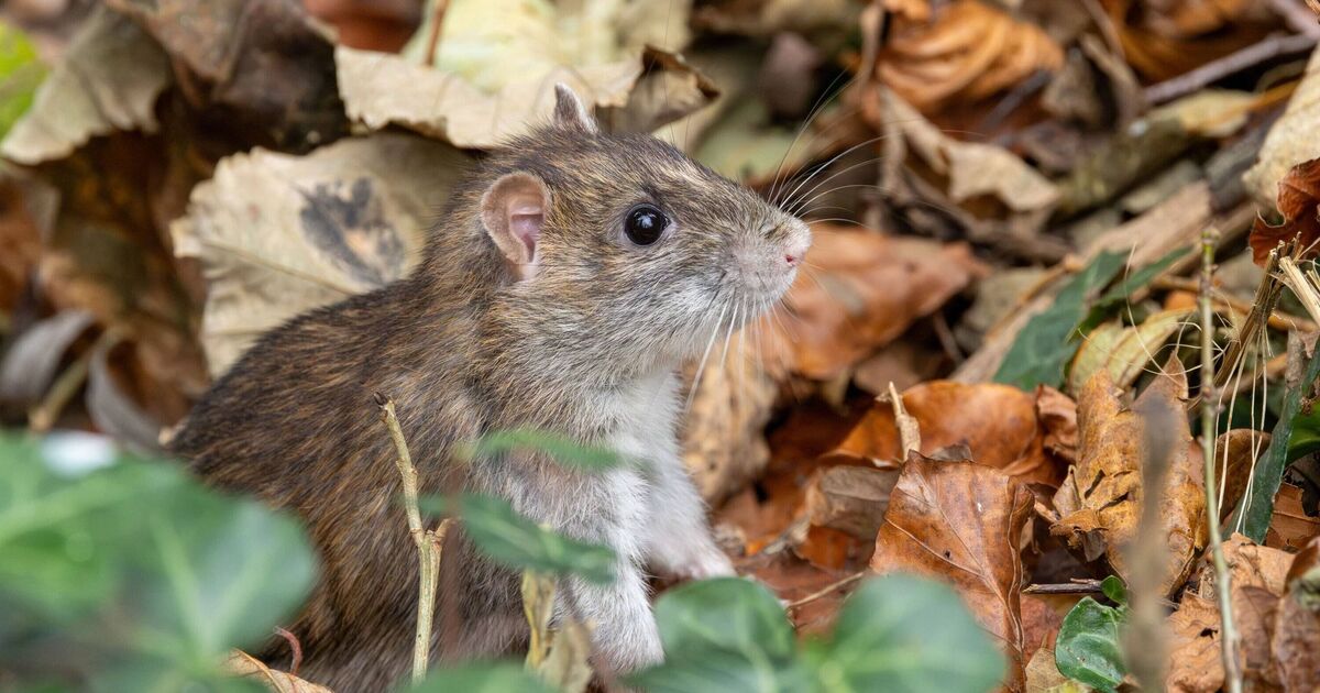 Les rats fuiront les jardins si vous placez 1 objet naturel puissant à l'extérieur