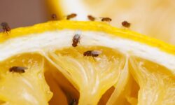 ​Empêchez les mouches des fruits d&rsquo;entrer dans la maison « pour de bon » grâce à la méthode simple du chef