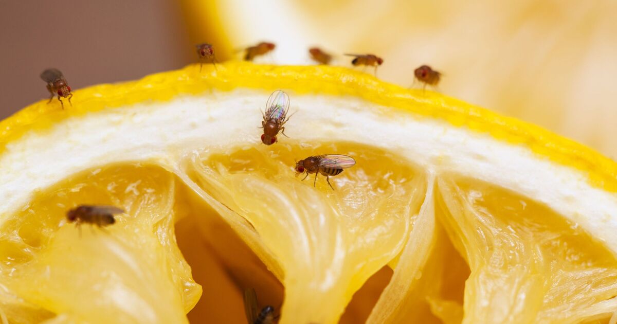 ​Empêchez les mouches des fruits d'entrer dans la maison « pour de bon » grâce à la méthode simple du chef