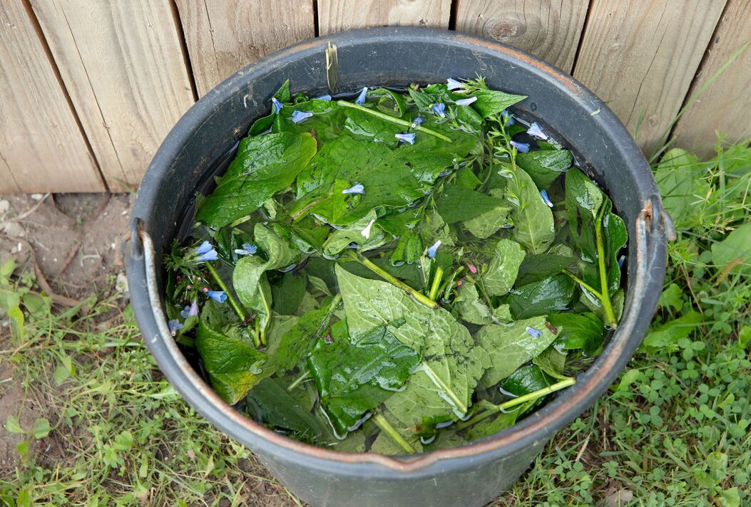 Le jardinier prépare une infusion de Symphytum asperum, de consoude rugueuse ou de consoude épineuse dans un seau. Plantez des branches avec de l'eau pour un engrais naturel organique naturel Le jardinier prépare une infusion de Symphytum asperum, de consoude rugueuse ou de consoude épineuse dans un seau. Plantez des branches avec de l'eau pour un engrais naturel organique naturel