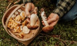 Tout ce dont vous avez besoin pour récolter des champignons en forêt : des paniers en osier et 8 accessoires indispensables pour profiter d&rsquo;un plan extérieur