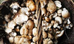 Préparez-vous à cueillir des champignons : paniers en osier et 8 accessoires indispensables pour profiter du meilleur plan d&rsquo;automne